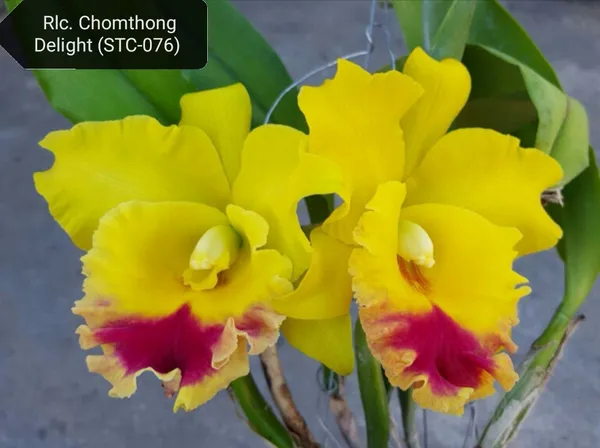 Cattleya_Chomthong_Delight